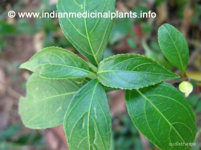 Nilgirianthus ciliatus leaf4.jpg